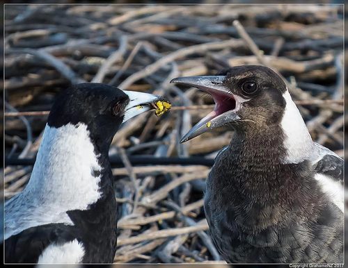 Australian Magpie, photo 3 of 10