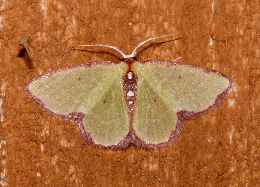 Brown-bordered Emerald