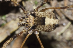 Forsteropsalis inconstans