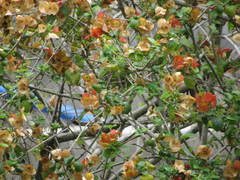 Holmskioldia sanguinea