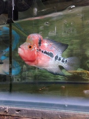 Amphilophus labiatus × cichlasoma trimaculatum