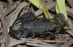 Opisthacanthus capensis