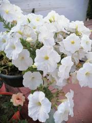 Petunia axillaris subandina