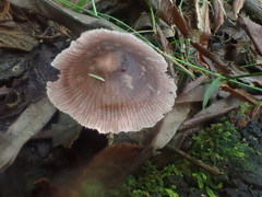 Mycena vinacea
