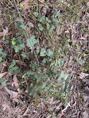 Platylobium obtusangulum