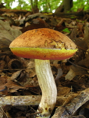 Boletus vermiculosus