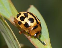 Peltoschema basicolle
