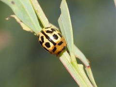 Peltoschema basicolle