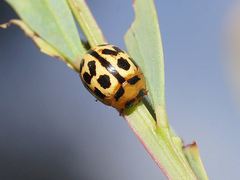 Peltoschema basicolle