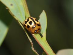 Peltoschema basicolle