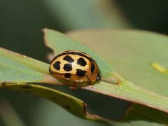 Peltoschema basicolle