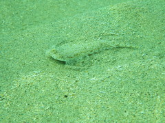 Diplogrammus goramensis