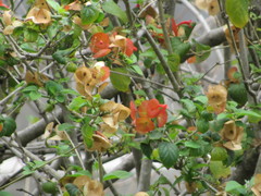 Holmskioldia sanguinea