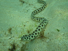 Myrichthys maculosus