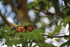 Danaus plexippus