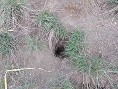 Urocitellus richardsonii