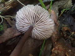 Mycena vinacea