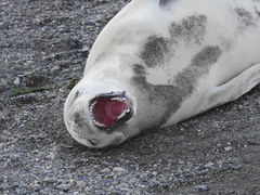Lobodon carcinophaga