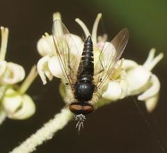 Australiphthiria hilaris