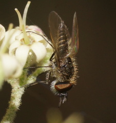 Australiphthiria hilaris
