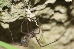 Nanocambridgea gracilipes