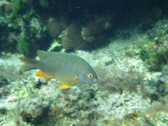 Plectroglyphidodon gascoynei
