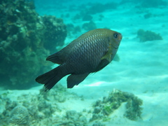 Neoglyphidodon polyacanthus