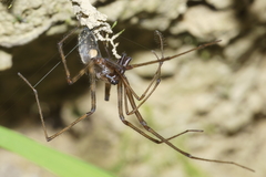 Nanocambridgea gracilipes