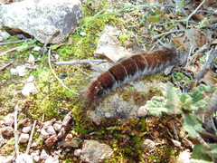 Macrothylacia digramma