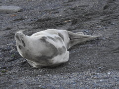 Lobodon carcinophaga