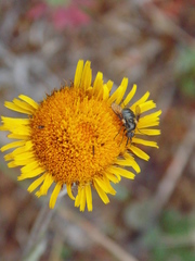 Usia aenea