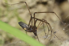 Nanocambridgea gracilipes