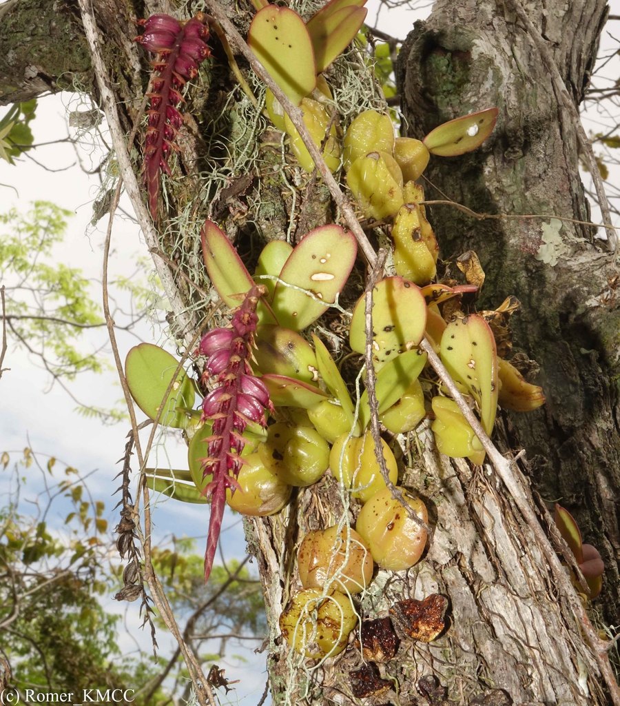 Bulbophyllum rubrum