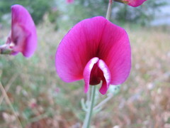 Lathyrus