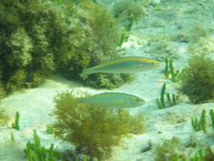 Stethojulis notialis