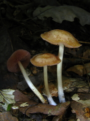 Mycena rutilantiformis