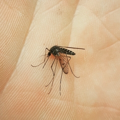 Culiseta alaskaensis