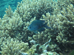 Chrysiptera notialis