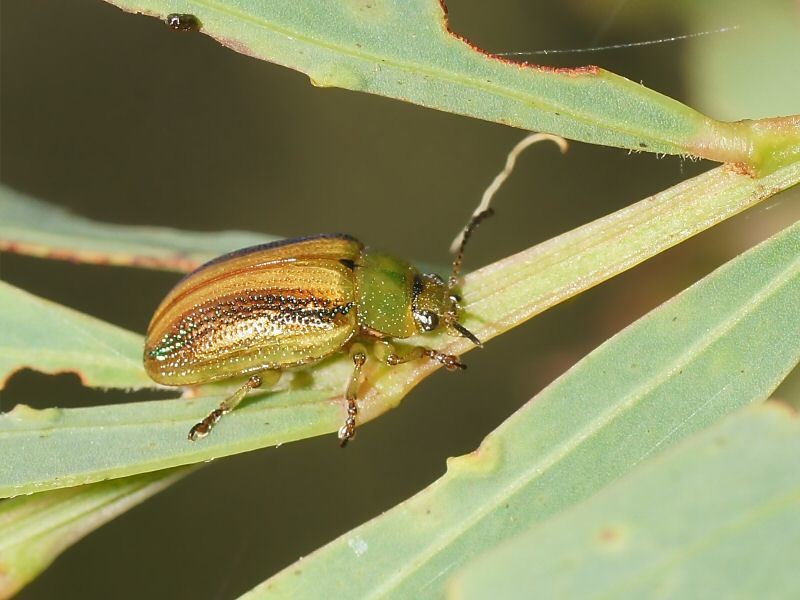 Calomela juncta