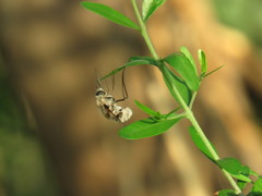 Heterostylum robustum