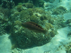 Pseudolabrus luculentus