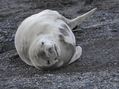 Lobodon carcinophaga