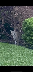 Lynx rufus