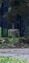 Lynx rufus