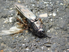 Chalcophora georgiana