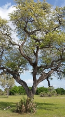 Albizia harveyi