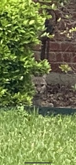 Lynx rufus