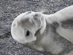 Lobodon carcinophaga