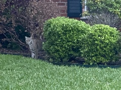 Lynx rufus