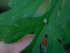 Psyllobora nana